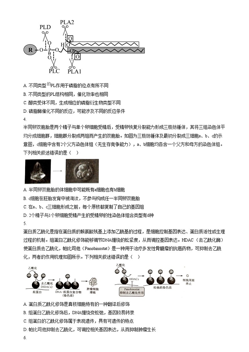 河南省创新发展联盟质量检测2024-2025学年高三上学期11月期中生物试题无答案第2页
