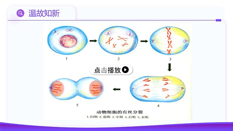 2.1.1 减数分裂(第1课时 减数分裂相关概念和精子的形成过程)课件-2024-2025学年高一下学期生物(人教版2019必修2)第3页