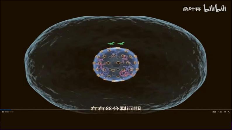 2.1.1 减数分裂(第1课时 减数分裂相关概念和精子的形成过程)课件-2024-2025学年高一下学期生物(人教版2019必修2)第4页
