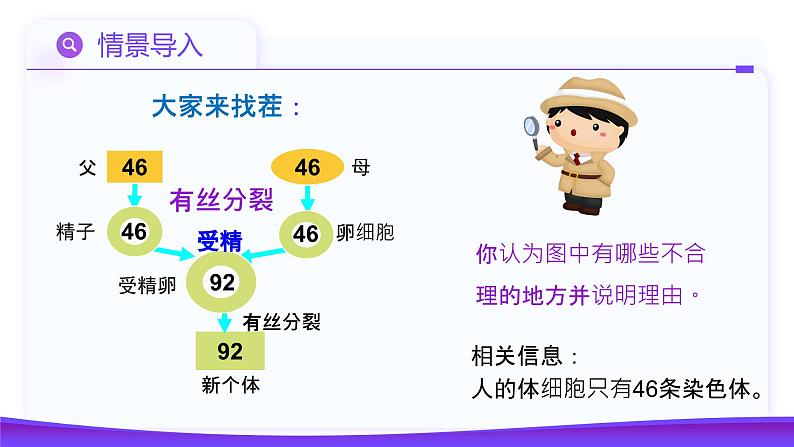 2.1.1 减数分裂(第1课时 减数分裂相关概念和精子的形成过程)课件-2024-2025学年高一下学期生物(人教版2019必修2)第6页
