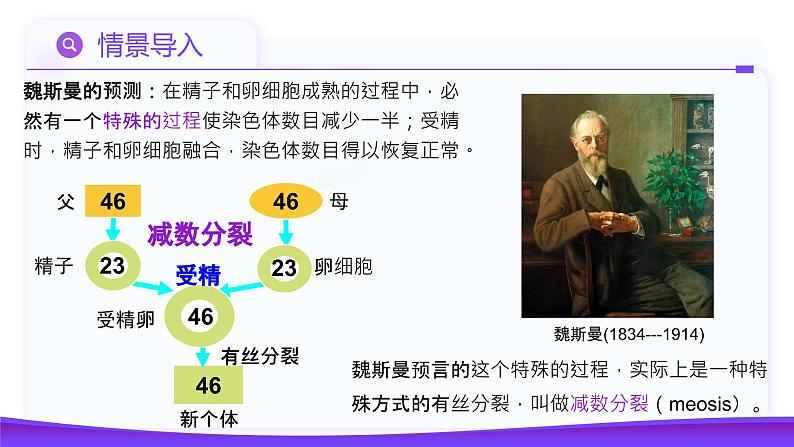 2.1.1 减数分裂(第1课时 减数分裂相关概念和精子的形成过程)课件-2024-2025学年高一下学期生物(人教版2019必修2)第7页