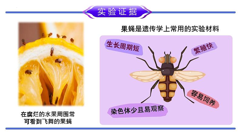 2.1.1 减数分裂(第1课时 减数分裂相关概念和精子的形成过程)课件-2024-2025学年高一下学期生物(人教版2019必修2)第8页