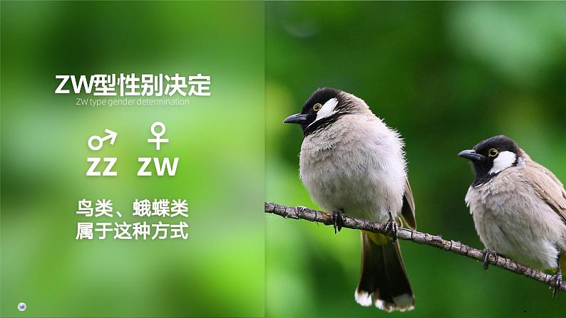 2.3 伴性遗传(第2课时)课件-2024-2025学年高一下学期生物(人教版2019必修2)第7页