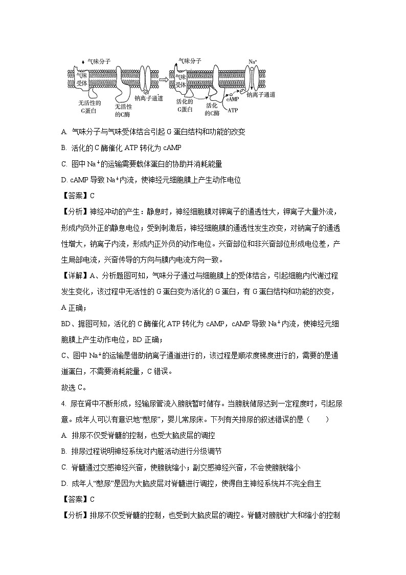 2024-2025学年广西壮族自治区玉林市高二上学期11月联考生物试卷(解析版)第3页
