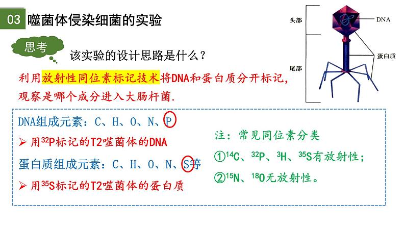 3.1 DNA是主要的遗传物质(第2课时)-2024-2025学年高一生物下学期精品课件(2019人教版必修2)第7页