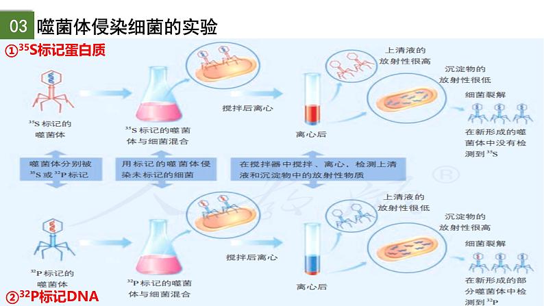 3.1 DNA是主要的遗传物质(第2课时)-2024-2025学年高一生物下学期精品课件(2019人教版必修2)第8页