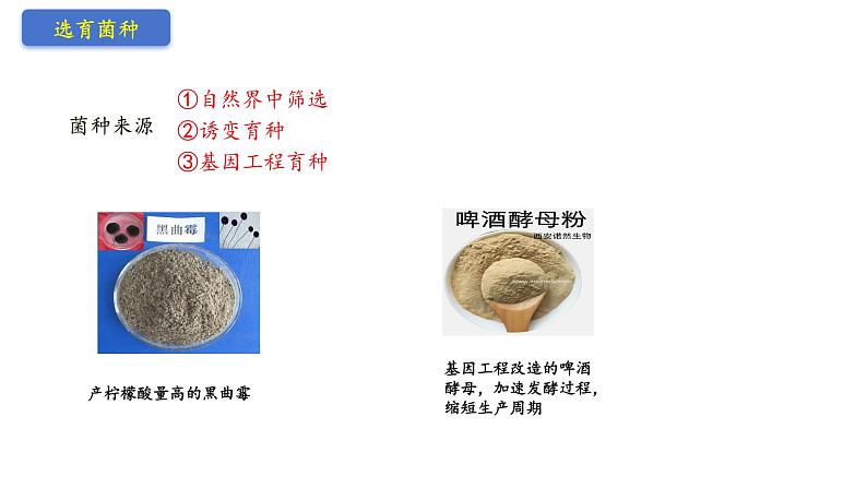 1.3发酵工程及其应用 课件(内嵌视频)第4页