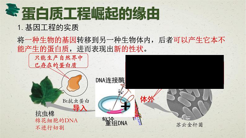 3.4第三章第四节 蛋白质工程的原理和应用 课件第3页