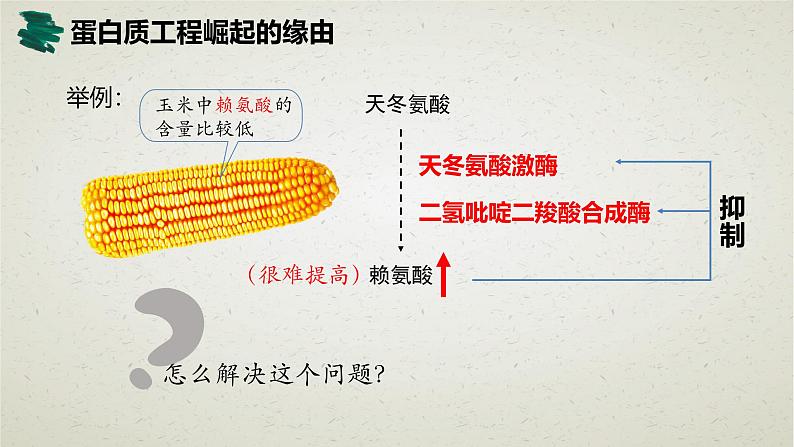 3.4第三章第四节 蛋白质工程的原理和应用 课件第5页