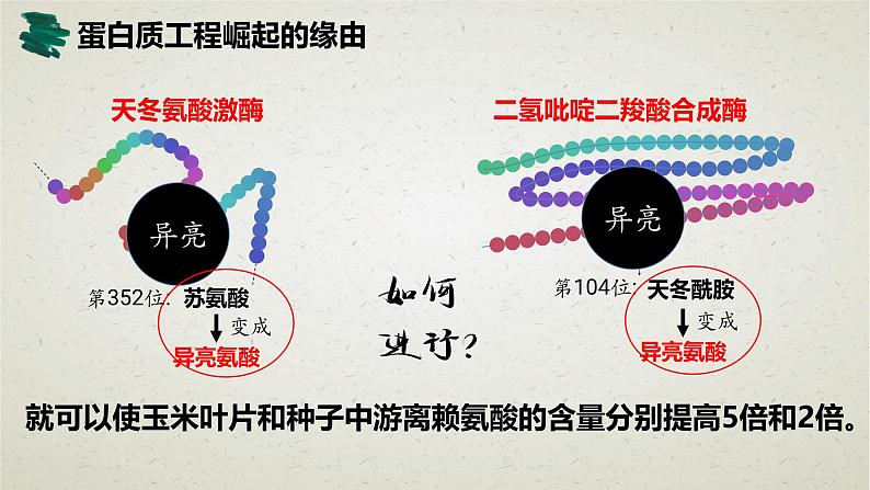 3.4第三章第四节 蛋白质工程的原理和应用 课件第6页