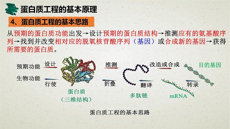 3.4第三章第四节 蛋白质工程的原理和应用 课件第8页