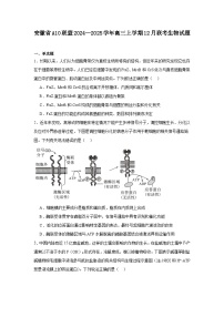 安徽省A10联盟2024—2025学年高三上学期12月联考 生物试题（含解析）