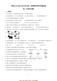 2023~2024学年安徽省马鞍山市期末教学质量监测高一下生物试卷(含答案)