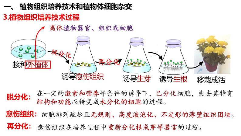 第51讲 植物细胞工程-备战2025年高考生物一轮复习精品课件(新高考通用)第5页