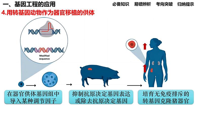 第55讲 基因工程的应用和蛋白质工程-备战2025年高考生物一轮复习精品课件(新高考通用)第8页
