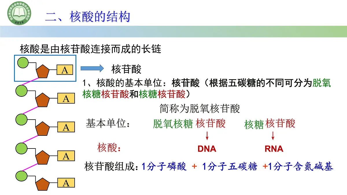 人教版高中生物必修一 2.5核酸是遗传信息的携带者 课件第5页