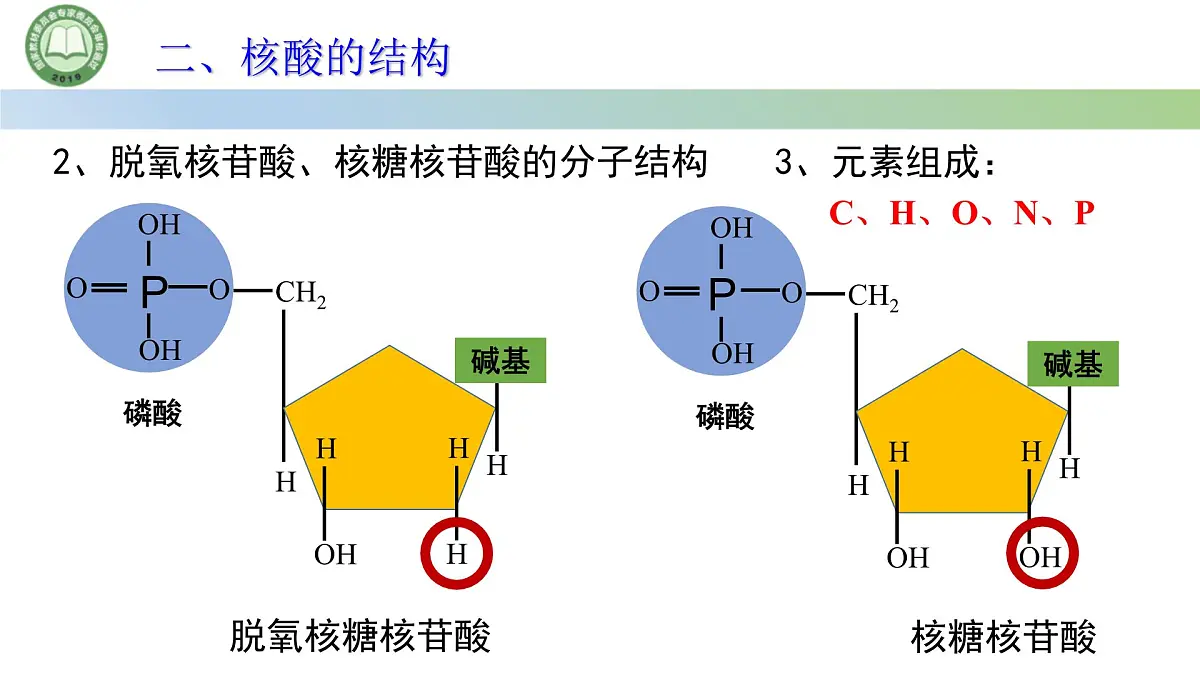 人教版高中生物必修一 2.5核酸是遗传信息的携带者 课件第6页
