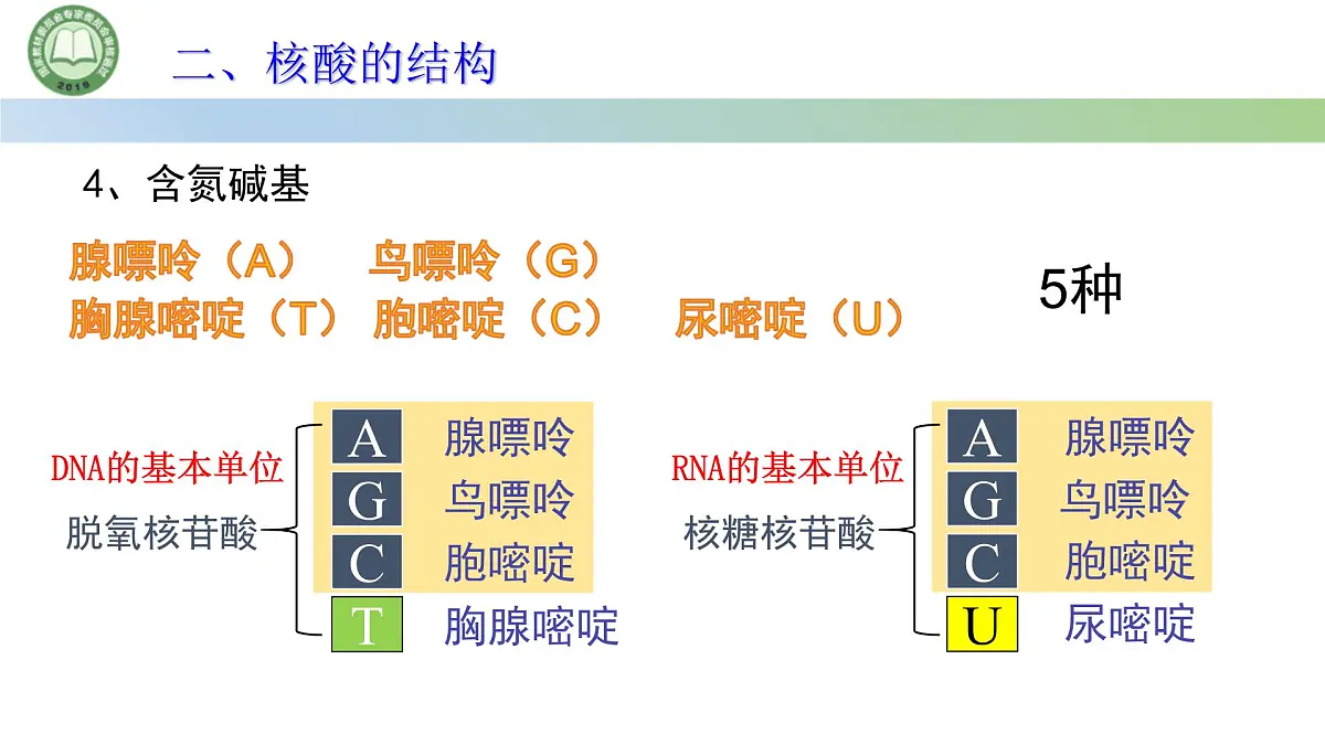 人教版高中生物必修一 2.5核酸是遗传信息的携带者 课件第7页