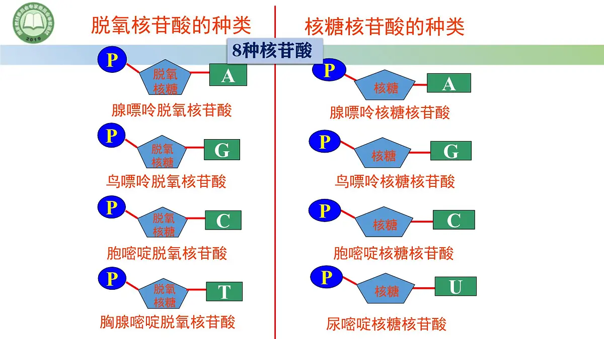 人教版高中生物必修一 2.5核酸是遗传信息的携带者 课件第8页