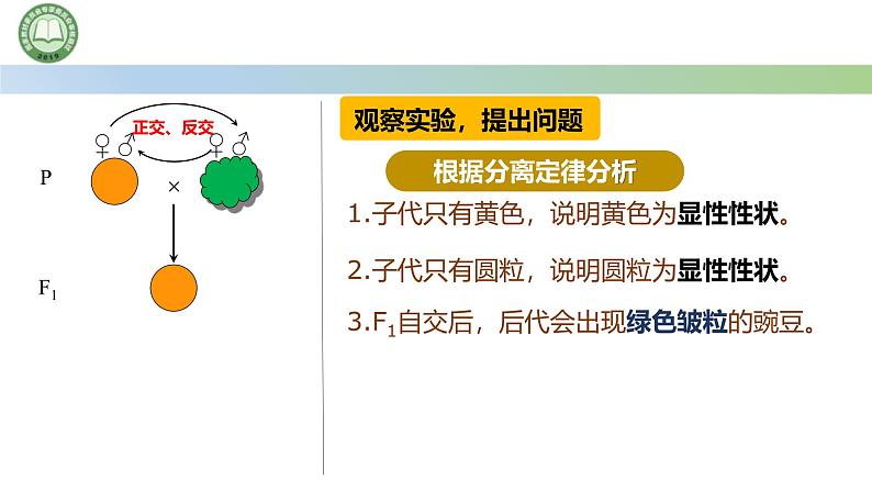 人教版高中生物必修二 1.2孟德尔的豌豆杂交实验(二) 第1课时 两对相对性状的杂交实验 课件第4页