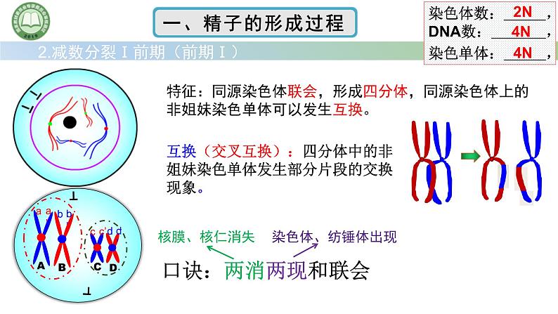 人教版高中生物必修二 2.1减数分裂和受精作用 第2课时 精子的形成过程 课件第4页