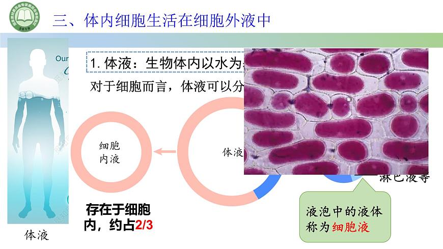 生物人教版(2019)選擇性必修1 1.1細(xì)胞生活的環(huán)境 第1課時(shí) 人體內(nèi)環(huán)境和體液課件第6頁