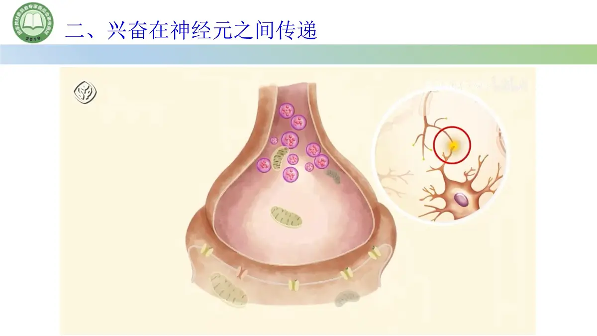 生物人教版(2019)选择性必修1 2.3神经冲动的产生和传导 第2课时 兴奋在神经元之间的传递课件第7页
