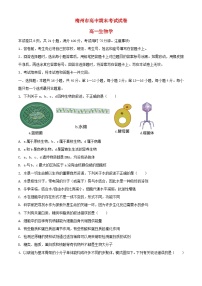 广东省梅州市2023_2024学年高一生物上学期期末考试含解析