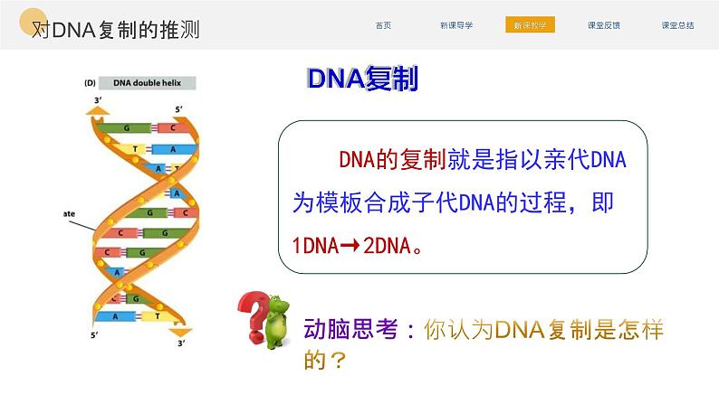 人教版(2019)高中生物必修二 第三章 第三节 DNA的复制 课件ppt第6页