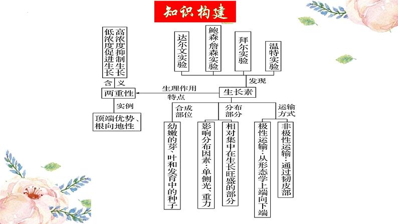 第31讲 植物生命活动调节(第一课时,植物生长素及其生理作用)(精美课件)第5页