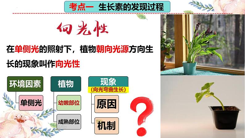 第31讲 植物生命活动调节(第一课时,植物生长素及其生理作用)(精美课件)第8页