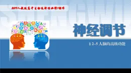 2024-2025学年高中生物同步备课课件（人教版2019）选择性必修一2-5人脑的高级功能