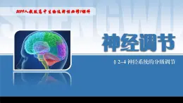 2024-2025学年高中生物同步备课课件（人教版2019）选择性必修一2-4神经系统的分级调节