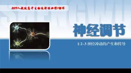 2024-2025学年高中生物同步备课课件（人教版2019）选择性必修一2-3神经冲动的产生和传导