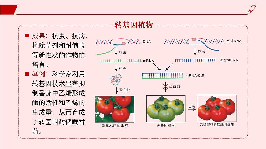 2024-2025學(xué)年高中生物同步備課課件（人教版2019）選擇性必修三4-1轉(zhuǎn)基因產(chǎn)品的安全性第5頁