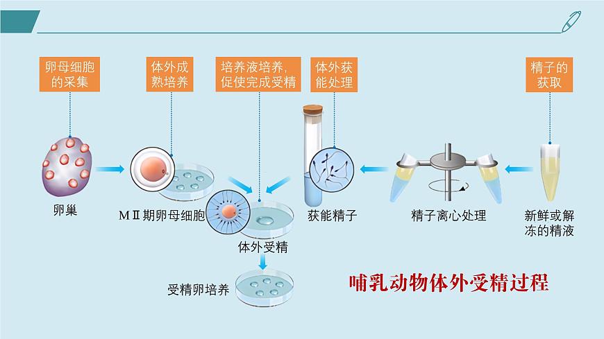 2024-2025學(xué)年高中生物同步備課課件（人教版2019）選擇性必修三2-3-2胚胎工程技術(shù)及其應(yīng)用第5頁