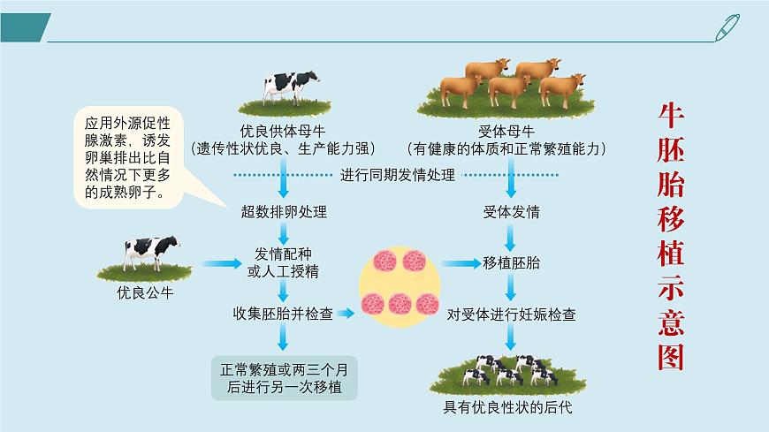 2024-2025學(xué)年高中生物同步備課課件（人教版2019）選擇性必修三2-3-2胚胎工程技術(shù)及其應(yīng)用第8頁