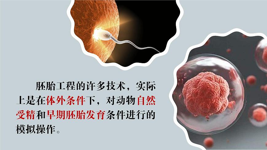 2024-2025學(xué)年高中生物同步備課課件（人教版2019）選擇性必修三2-3-1胚胎工程的理論基礎(chǔ)第5頁