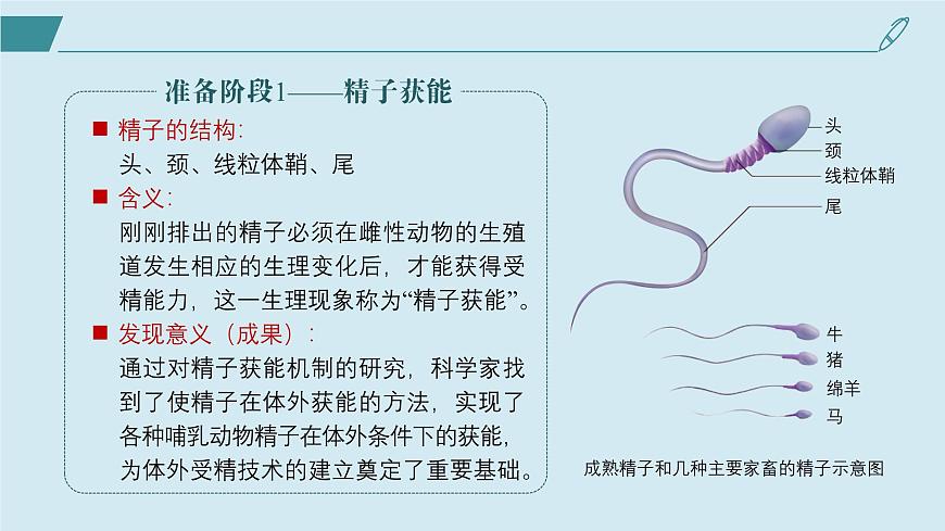 2024-2025學(xué)年高中生物同步備課課件（人教版2019）選擇性必修三2-3-1胚胎工程的理論基礎(chǔ)第7頁