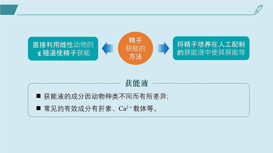 2024-2025學(xué)年高中生物同步備課課件（人教版2019）選擇性必修三2-3-1胚胎工程的理論基礎(chǔ)第8頁