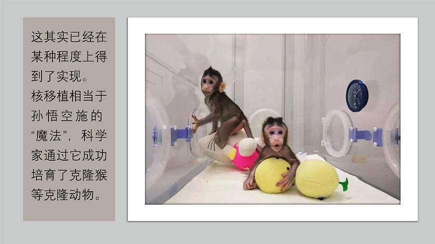 2024-2025學(xué)年高中生物同步備課課件（人教版2019）選擇性必修三2-2-3動(dòng)物體細(xì)胞核移植技術(shù)和克隆動(dòng)物第3頁(yè)