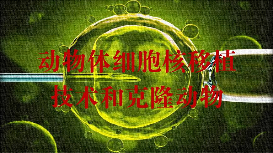 2024-2025學(xué)年高中生物同步備課課件（人教版2019）選擇性必修三2-2-3動(dòng)物體細(xì)胞核移植技術(shù)和克隆動(dòng)物第4頁(yè)