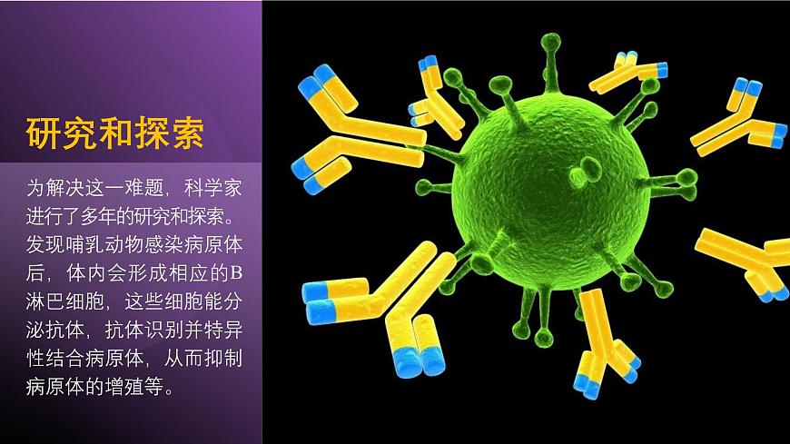 2024-2025學(xué)年高中生物同步備課課件（人教版2019）選擇性必修三2-2-2動(dòng)物細(xì)胞融合技術(shù)與單克隆抗體第8頁(yè)