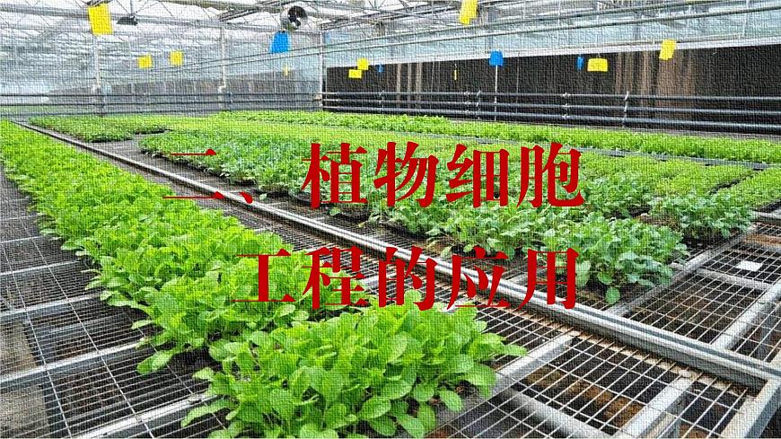 2024-2025學年高中生物同步備課課件（人教版2019）選擇性必修三2-1-2植物細胞工程的應用第2頁