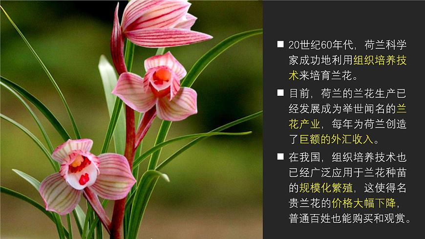 2024-2025學年高中生物同步備課課件（人教版2019）選擇性必修三2-1-2植物細胞工程的應用第4頁