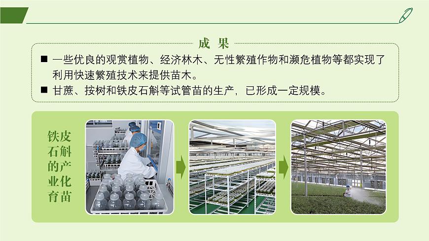 2024-2025學年高中生物同步備課課件（人教版2019）選擇性必修三2-1-2植物細胞工程的應用第6頁
