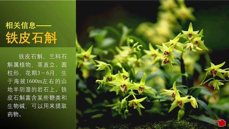 2024-2025學年高中生物同步備課課件（人教版2019）選擇性必修三2-1-2植物細胞工程的應用第7頁