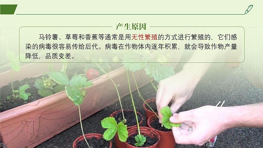 2024-2025學年高中生物同步備課課件（人教版2019）選擇性必修三2-1-2植物細胞工程的應用第8頁