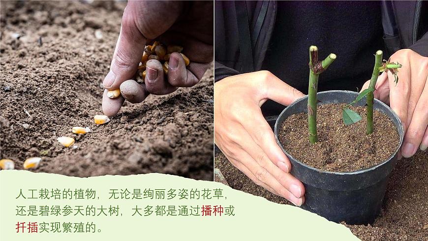 2024-2025學(xué)年高中生物同步備課課件(人教版2019)選擇性必修三2-1-1植物細(xì)胞工程的基本技術(shù)第4頁(yè)