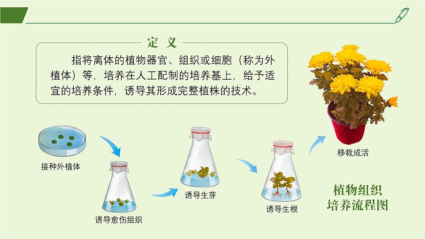 2024-2025學(xué)年高中生物同步備課課件(人教版2019)選擇性必修三2-1-1植物細(xì)胞工程的基本技術(shù)第8頁(yè)
